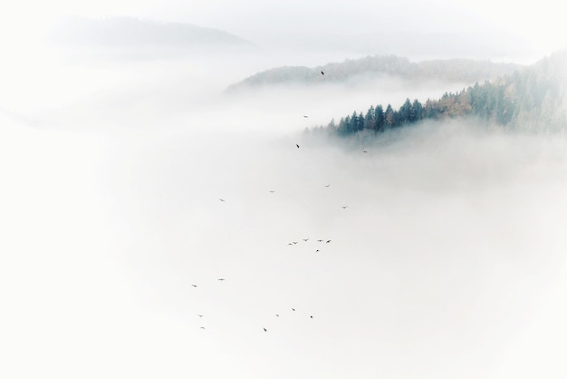 Vögel fliegen bei nebligem Wetter über Berge