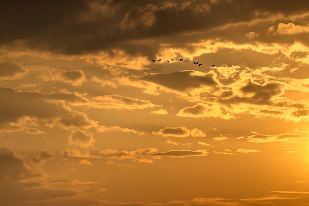 Foto vögel fliegen beim sonnenuntergang am himmel