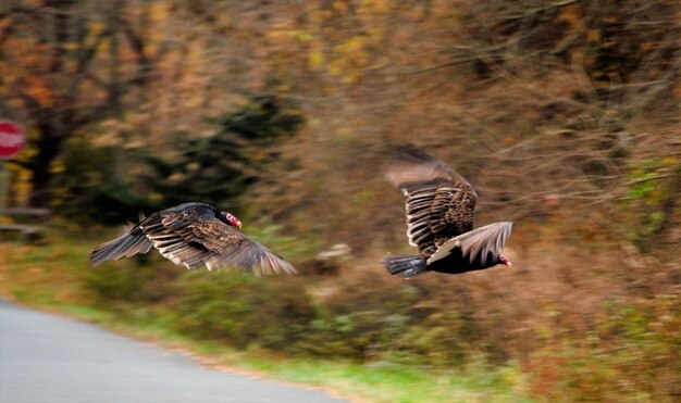 Foto vögel fliegen im park