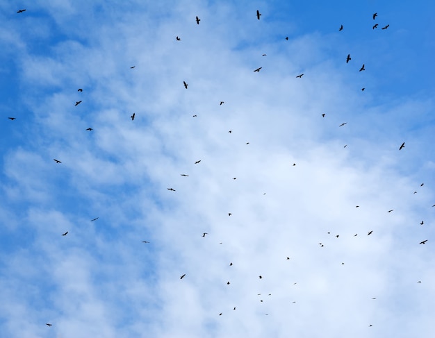 Vögel fliegen in den Himmel mit Wolken im Hintergrund.