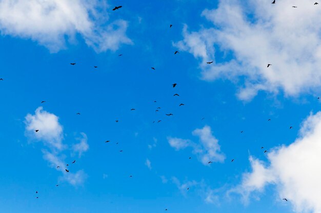 Vögel fliegen in den Himmel