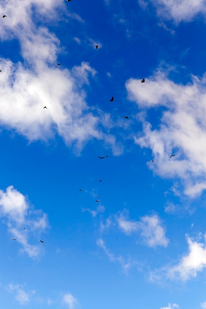 Vögel fliegen in den Himmel