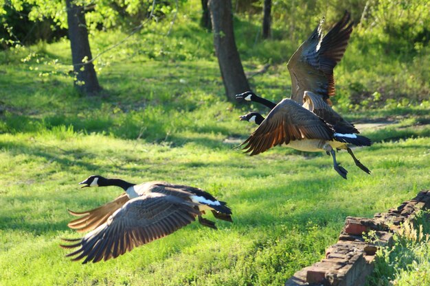 Foto vögel fliegen über das grasfeld