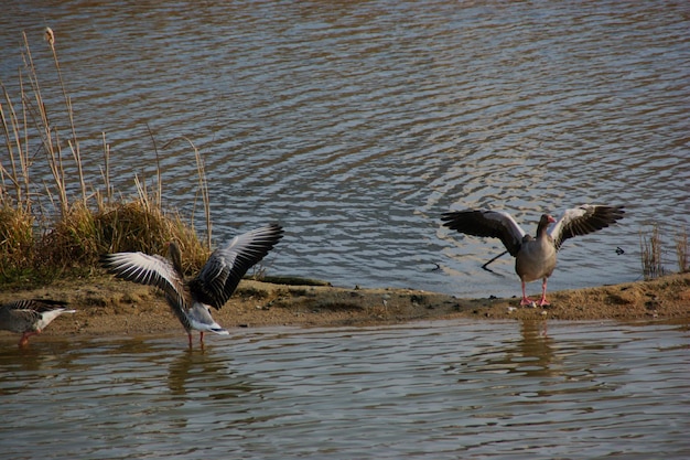 Vögel fliegen über den See