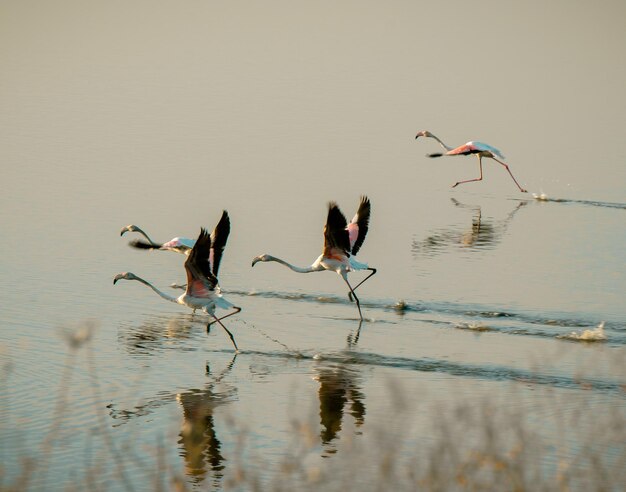 Foto vögel fliegen über den see