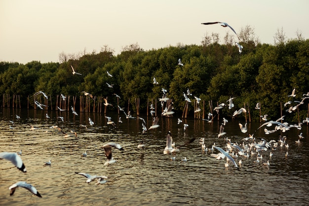 Vögel fliegen über Mangrovenwasser