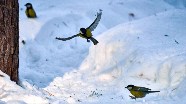 Foto vögel fliegen über schnee