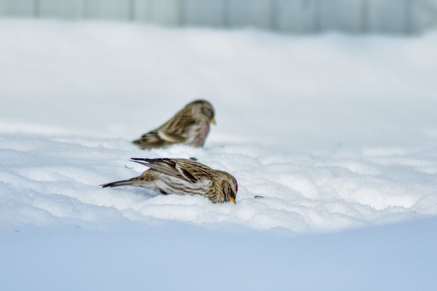 Vögel fressen im Winter Samen im Garten