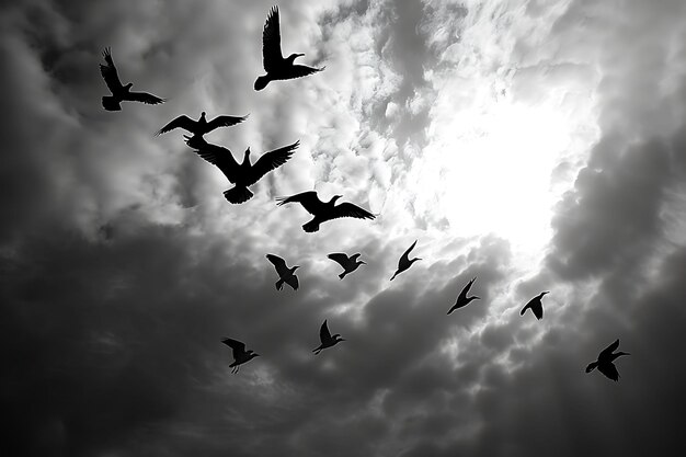 Vögel im Flug als Silhouette-Schatten in dynamischer Bewegung Creative Photo Of Elegant Background