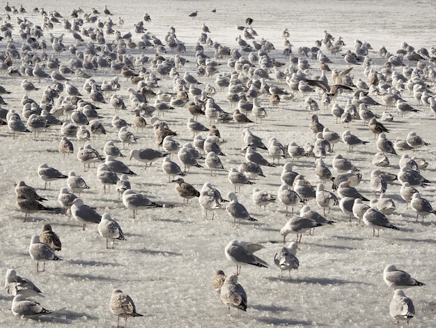 Vögel im frühling. die population der kormorane im blauen wasser im winter.