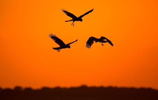 Vögel im Hintergrund des Abendhimmels
