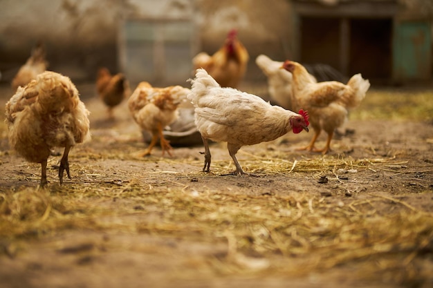 Vögel im Hühnerstall Truthahn und Huhn Landwirtschaft Chicken Closeup