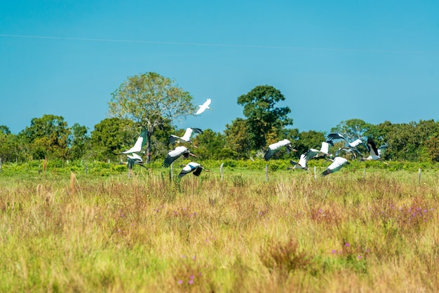 Vögel im Mato Grosso Feuchtgebiet Pocone Mato Grosso Brasilien