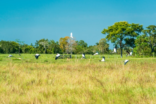 Vögel im Mato Grosso Feuchtgebiet Pocone Mato Grosso Brasilien