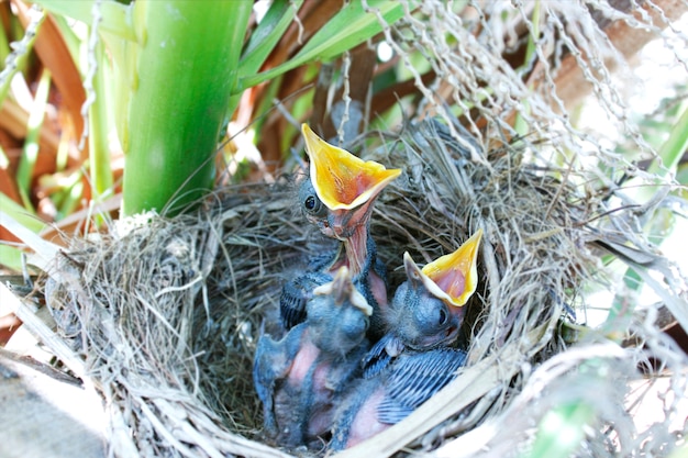 Vögel im Nest