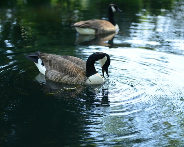 Vögel im ruhigen See