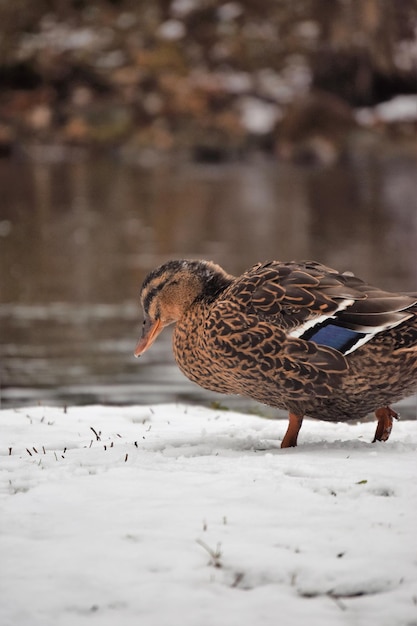 Vögel im Schnee