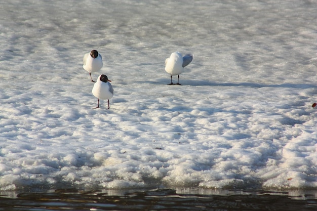 Vögel im Schnee