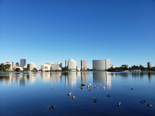 Foto vögel im see gegen den blauen himmel