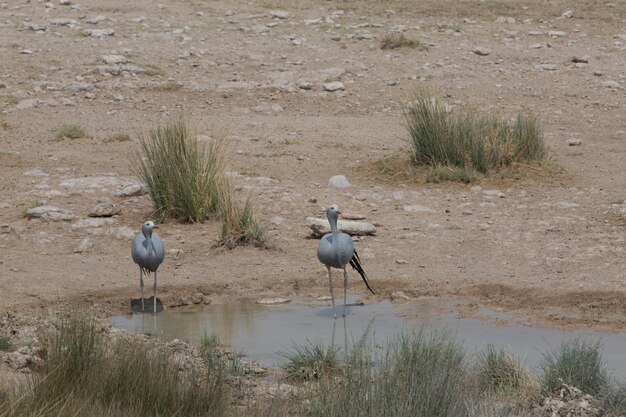 Vögel im See