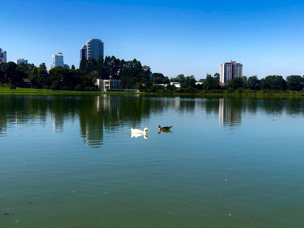 Foto vögel im see