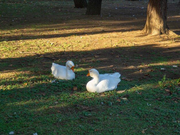 Foto vögel im stadtzoo im park enten im park fliegende vögel ein ort zum entspannen