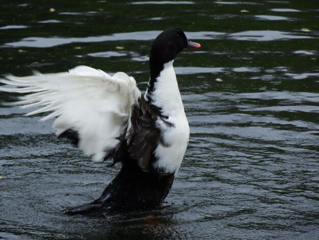 Foto vögel im wasser