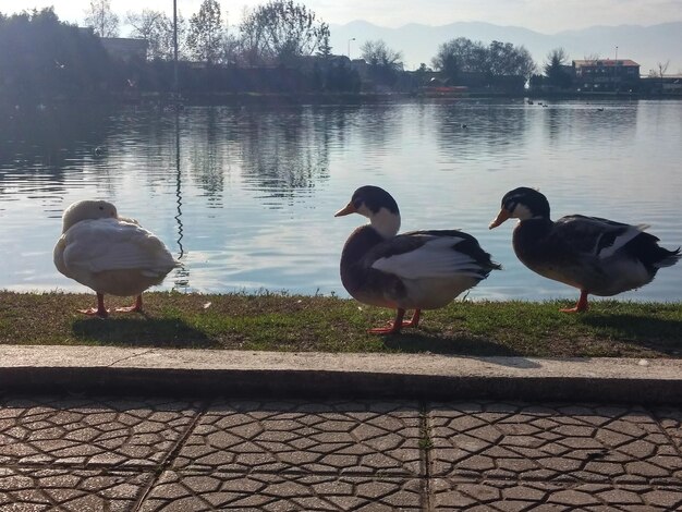 Foto vögel im wasser