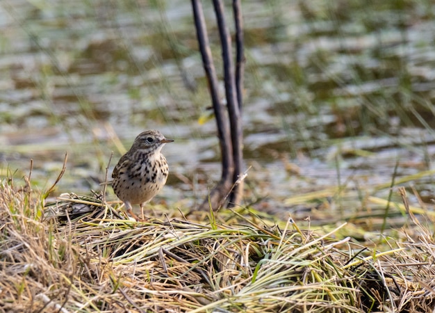 Vögel im Winter an der kantabrischen Küste!