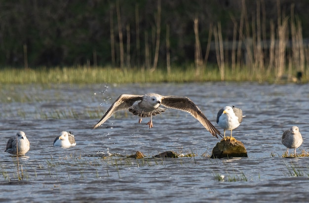 Vögel im Winter an der kantabrischen Küste!