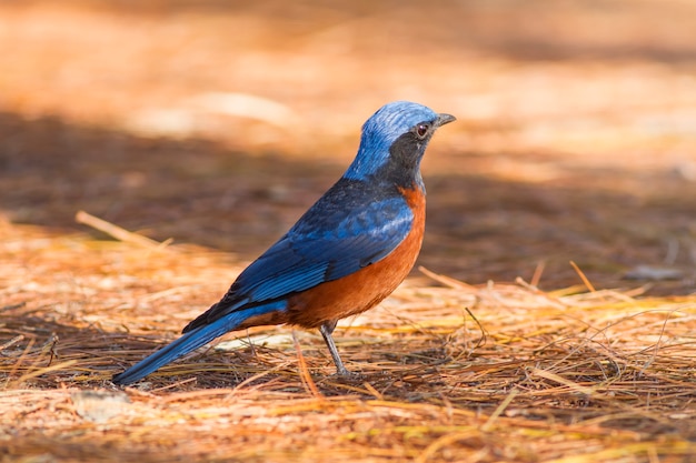 Vögel in der Natur, Fuchs-Drossel (Monticola rufiventris)