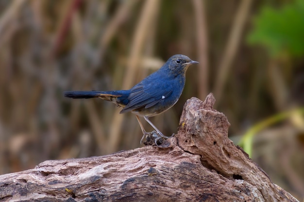 Vögel in der Natur ,, Weißbauch-Rotschwänzchen (Hodgsonius phoenicuroides)