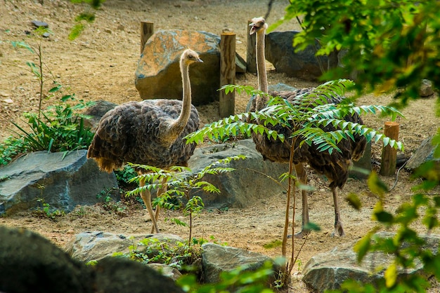 Foto vögel in einem see