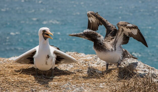 Vögel in einem See