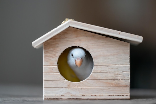 Vögel in einem Vogelhaus winziger Papageiensittich weißer Forpus-Vogel