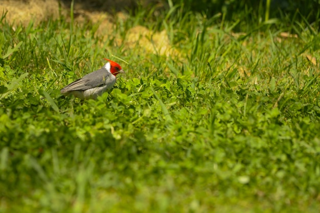 Vögel in Freiheit und in ihrer Umgebung von Uruguay.