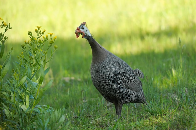 Vögel in Freiheit und in ihrer Umgebung von Uruguay.