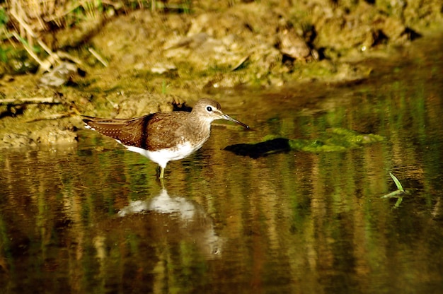 Vögel in Freiheit und in ihrer Umgebung