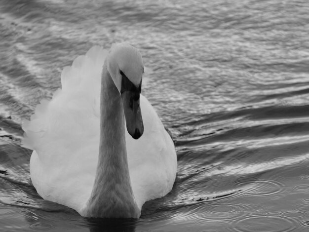 Vögel in ruhigem Wasser