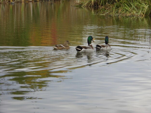 Foto vögel in ruhigem wasser