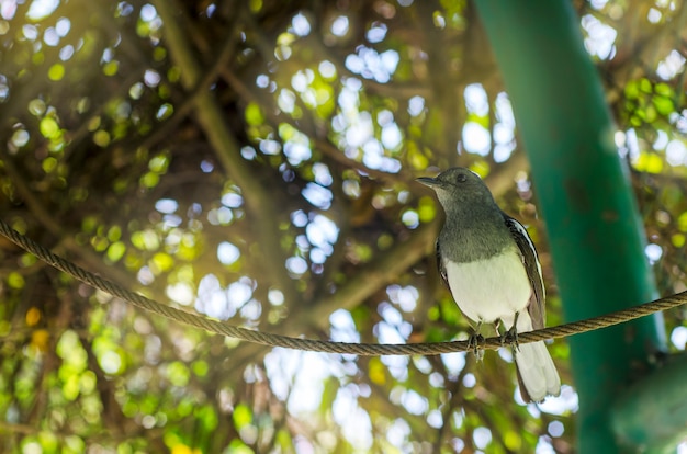 Vögel mit einem unscharfen Bild.