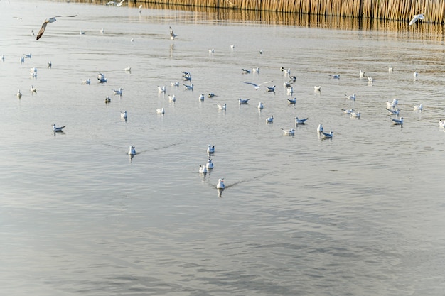 Vögel, Möwen, Fliegen, Unterkunft, Resorts, Bang Pu, Samut Prakan, Thailand