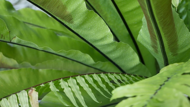 Vögel nisten Farngrünblätter, exotischer tropischer Amazonas-Dschungelregenwald, botanisches natürliches üppiges Laub, lebendiges Grün, Asplenium Nidus Pflanzenblatt