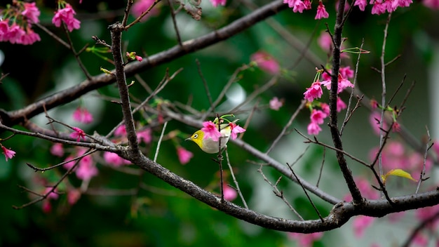 Vögel pendeln an einem regnerischen Tag durch wunderschöne Kirschbäume