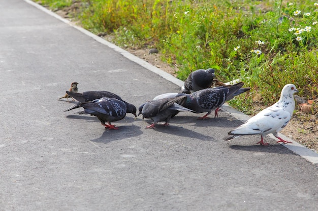 Vögel picken Körner auf der Straße, Nahaufnahme, selektiver Fokus