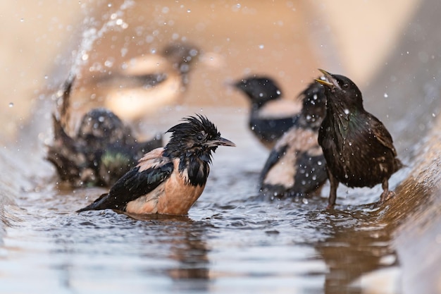 Vögel rosiger Starling Sturnus roseus planschen im Wasser