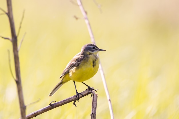 Vögel - Schafstelze (Motacilla flava)