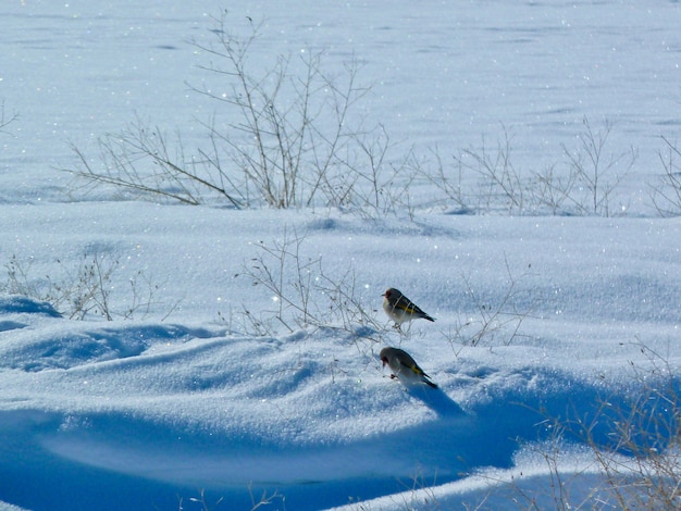 Vögel &amp; Schnee