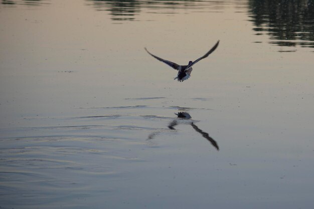 Foto vögel schwimmen im see