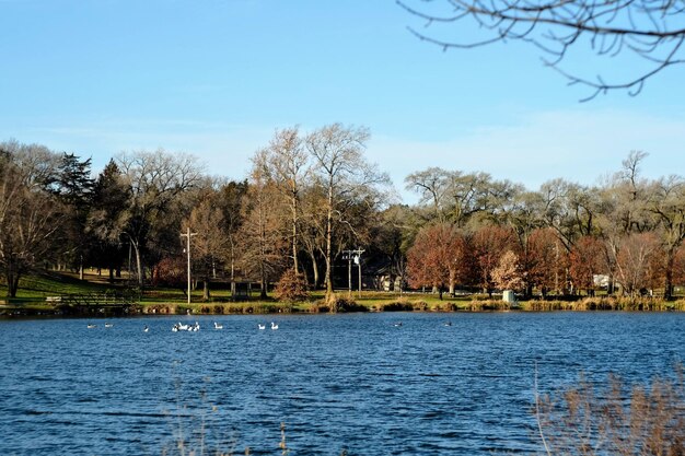 Foto vögel schwimmen im see